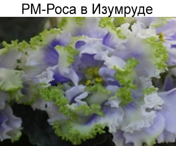 РМ-Роса в Изумруде (Скорнякова)