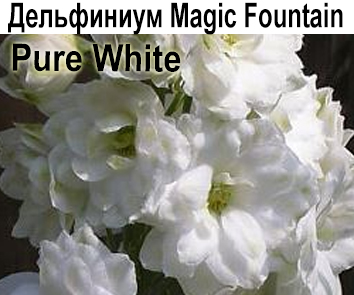 Дельфиниум Magic Fountain белый