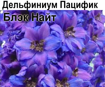 Дельфиниум Пацифик Блэк Найт лилово-голубой