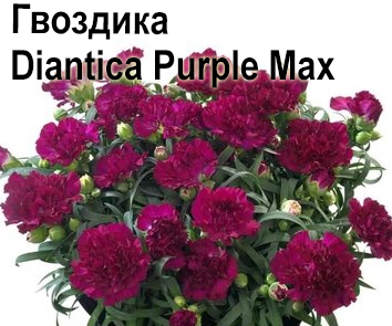 Гвоздика Diantica Purple Max многолетник
