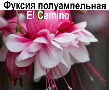 Фуксия El Camino ампель