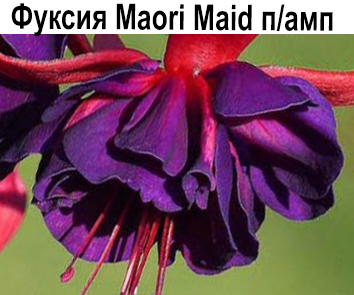 Фуксия Maori Maid  ампель