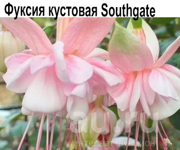 Фуксия Southgate куст