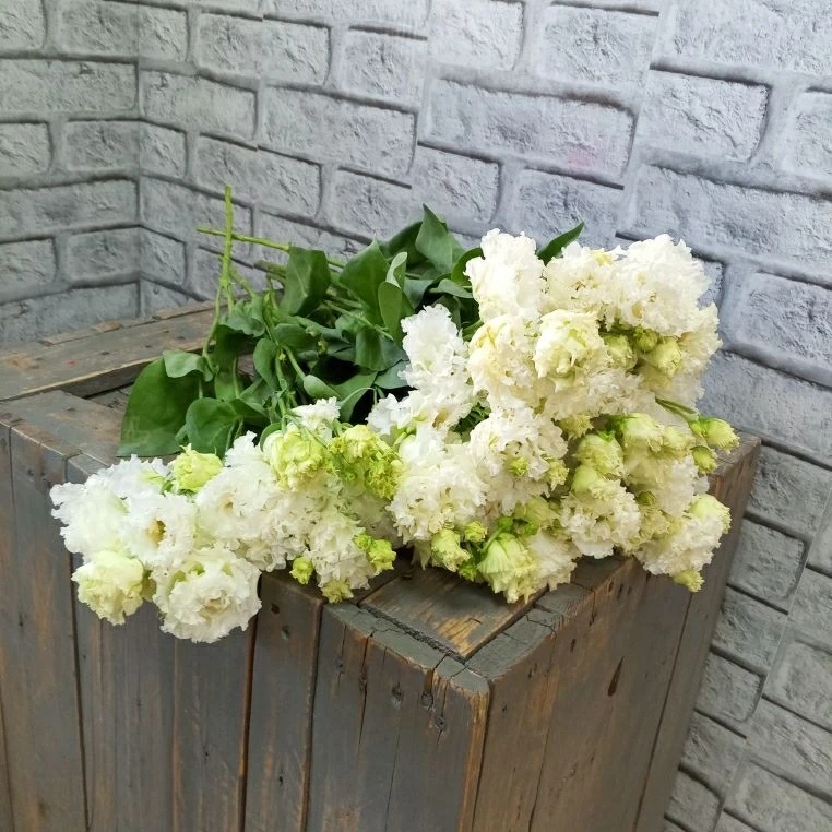 Монобукет из эустомы