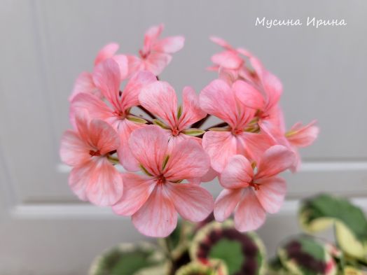 Pink dolly varden № 0755