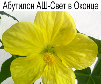 Абутилон АШ-Свет в оконце
