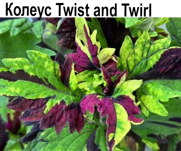 КолеусTwist and Twirl