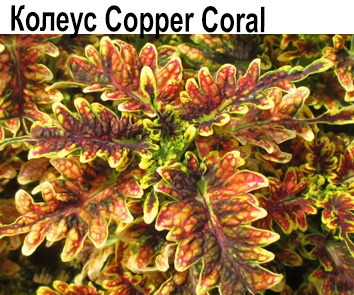 Колеус Copper Coral