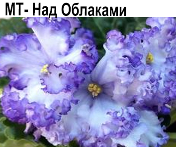 МТ-Над Облаками (Тотиева)