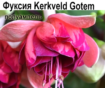 Фуксия Kerkveld Gotem полуампель