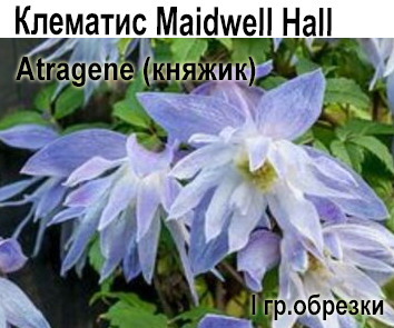 Клематис Maidwell Hall (княжик)  НОВИНКА КАТАЛОГА