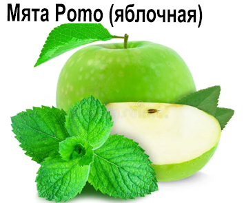 Мята Pomo (яблоко)