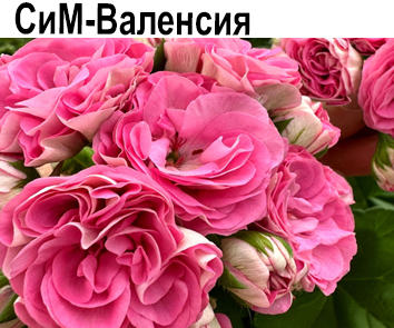 Пеларгония розебудная Сим-Валенсия  НОВИНКА КАТАЛОГА