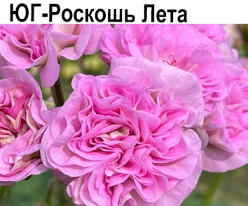 Пеларгония розебудная ЮГ-Роскошь Лета  НОВИНКА КАТАЛОГА
