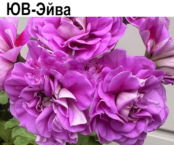 Пеларгония ЮВ-Эйва (скрещивание зонартика и иви-гибрида)  НОВИНКА КАТАЛОГА
