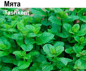 Мята Tashken  НОВИНКА КАТАЛОГА