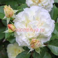 Сур ла Нейдж (Sur la Neige) ЗКС
