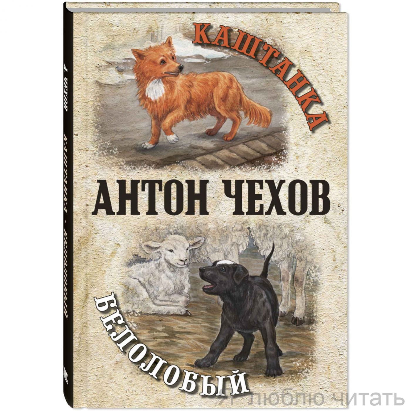 Каштанка. Белолобый