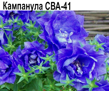 Кампанула  Сва-41