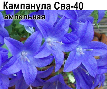 Кампанула синий амп СВА-40