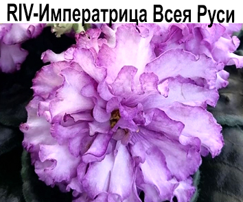 RIV-Императрица Всея Руси (И.Растегаева)  НОВИНКА КАТАЛОГА