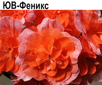 ЮВ-Феникс
