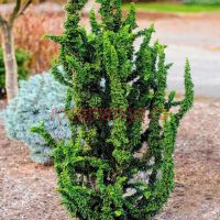 Кипарисовик тупой Чиримен (Chamaecyparis obtusa Chirimen)