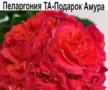 Пеларгония розебудная ТА-Подарок Амура  НОВИНКА КАТАЛОГА