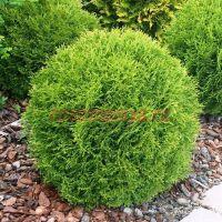 Туя западная Тини Тим (Thuja occidentalis Tiny Tim)