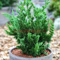 Кипарисовик Лавсона Виссели (Chamaecyparis lawsoniana Wisselii)