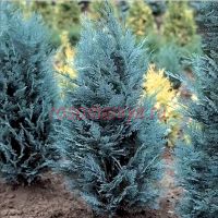 Кипарисовик Лавсона Пелтс Блу (Chamaecyparis lawsoniana Pelt's Blue)