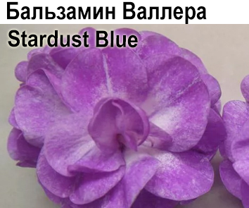 Бальзамин Валлера Stardust Blue