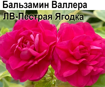 Бальзамин Валлера ЛВ-Пестрая Ягодка