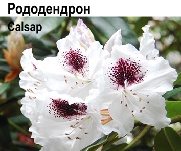 Рододендрон Calsap  НОВИНКА КАТАЛОГА