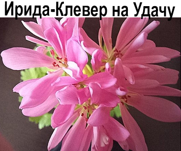 Пеларгония махровая Ирида-Клевер на Удачу (Формозум) НОВИНКА КАТАЛОГА