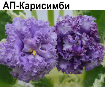 АП-Карисимби (Печереева А.) НОВИНКА КАТАЛОГА