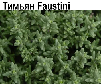 Тимьян Faustini  НОВИНКА КАТАЛОГА