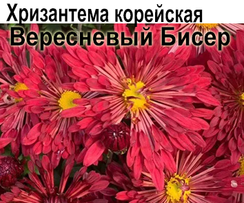 Хризантема корейская зимующая Вересневый Бисер