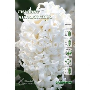 Гиацинт Антарктика, 1 шт (Садовита)