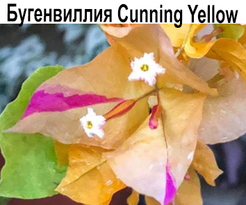 Бугенвиллия  Cunning Yellow   НОВИНКА КАТАЛОГА