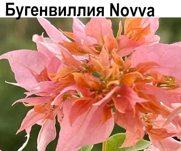 Бугенвиллия Novva  variegata НОВИНКА КАТАЛОГА