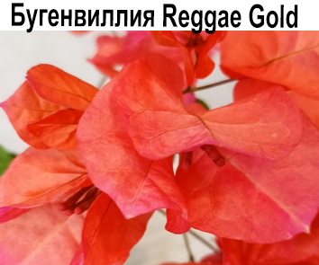 Бугенвиллия Reggae Gold  НОВИНКА КАТАЛОГА