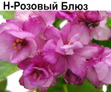 Н-Розовый Блюз (Бердникова)  НОВИНКА КАТАЛОГА