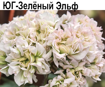 Пеларгония розебудная ЮГ-Зеленый Эльф  НОВИНКА КАТАЛОГА