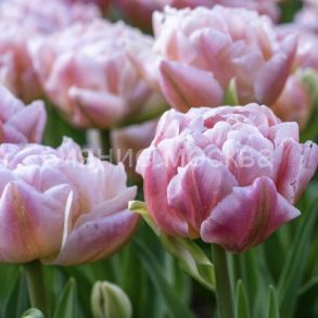 Тюльпан	Пинк Мист (Tulipa Pink Mist), махровый ранний, 11/12, 1 шт