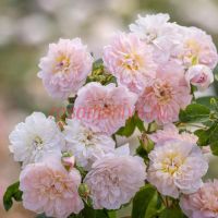 Элизабет (Elizabeth) ЗКС