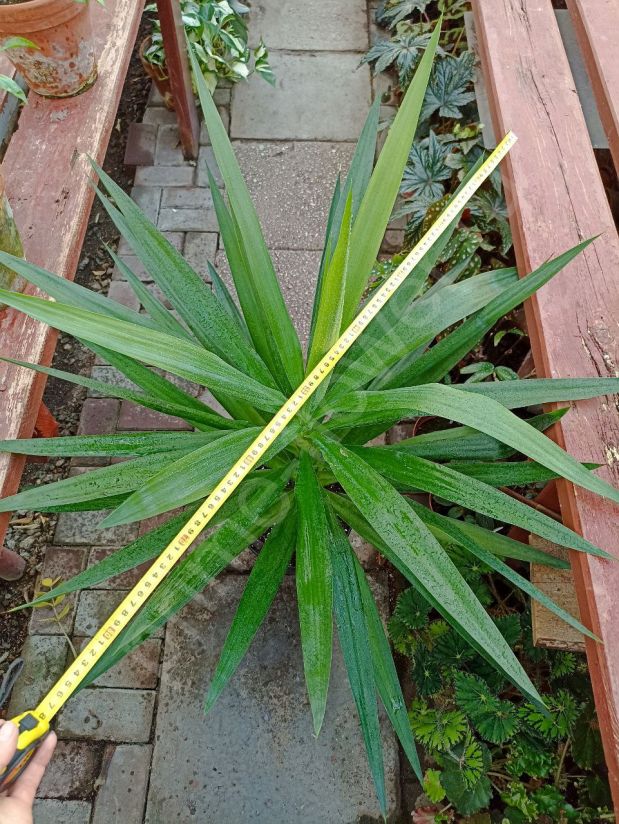 Юкка (Yucca) Слоновая