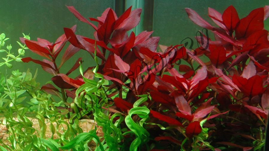 Людвигия рубин (Ludwigia Rubin)