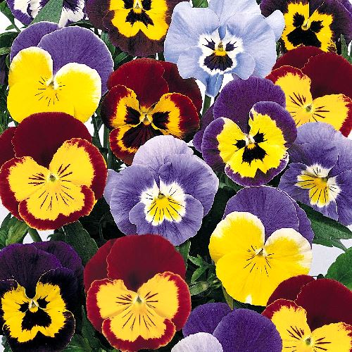 Виола виттрока (Viola wittrockiana) Joker Mix, 100 семян