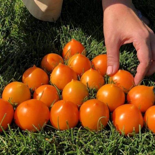 Томат детерминантный Утёнок , 50шт семян